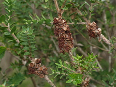Melaleuca squarrosa