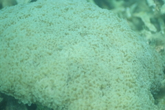 Fimbriaphyllia ancora