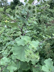 Arctium lappa
