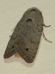 Athetis maculatra