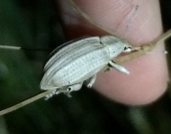 Compsus auricephalus