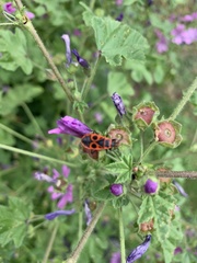 Pyrrhocoris apterus