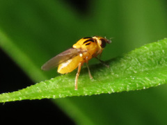 Thaumatomyia notata