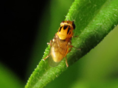 Thaumatomyia notata