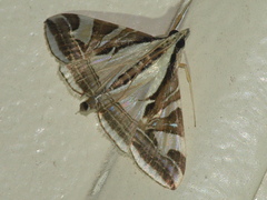 Agrioglypta