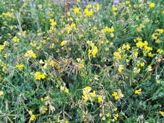 Lotus corniculatus