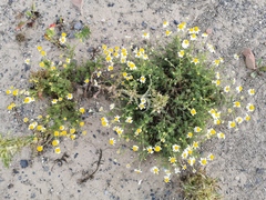 Matricaria chamomilla