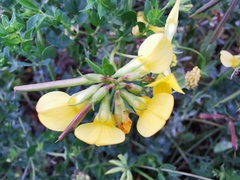 Lotus corniculatus