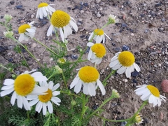 Matricaria chamomilla