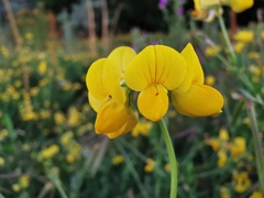 Lotus corniculatus