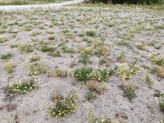 Matricaria chamomilla