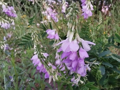 Galega officinalis