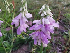 Galega officinalis