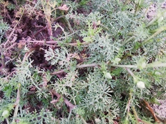 Matricaria chamomilla