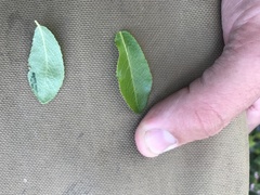 Salix myrtillifolia