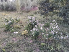 Galega officinalis