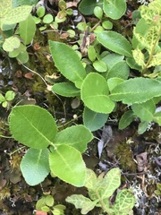 Salix myrtillifolia