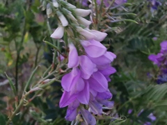 Galega officinalis