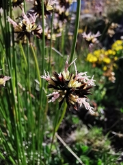 Juncus jacquinii