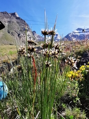 Juncus jacquinii