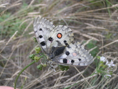 Parnassius nomion