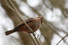 Pyrocephalus rubinus obscurus