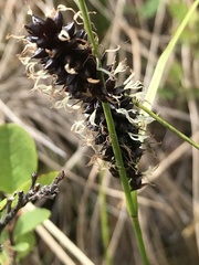 Carex membranacea