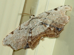 Epiplema coeruleotincta