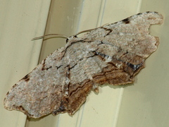 Epiplema coeruleotincta