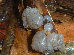 Exidia novozealandica