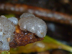 Exidia novozealandica