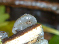 Exidia novozealandica