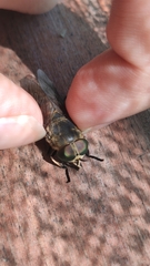 Tabanus bovinus