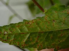 Coleosporium campanulae