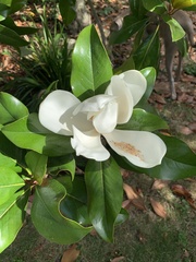 Magnolia grandiflora