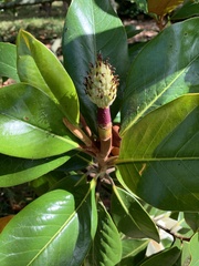 Magnolia grandiflora