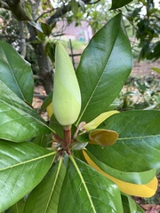 Magnolia grandiflora