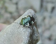 Tritomegas rotundipennis