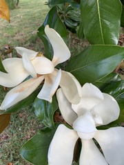 Magnolia grandiflora