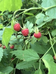 Rubus idaeus