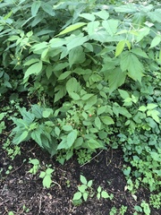 Rubus idaeus
