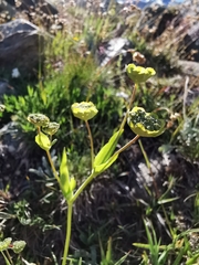 Bupleurum stellatum