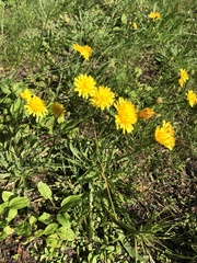 Scorzoneroides autumnalis
