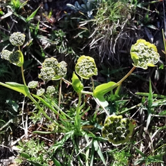 Bupleurum stellatum