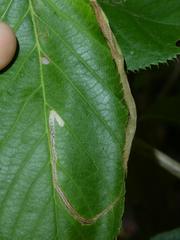 Stigmella malella