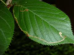 Lyonetia clerkella