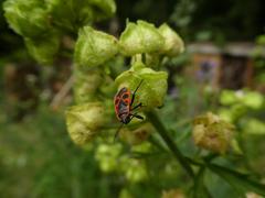 Pyrrhocoris apterus