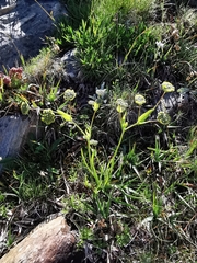 Bupleurum stellatum