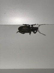 Brachyderes incanus