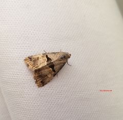 Cobubatha lixiva